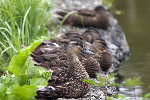 Shot of the flock of ducks on the shore