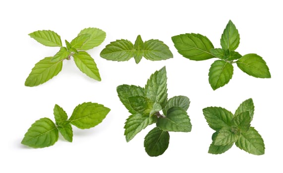 Variety of mint leaves isolated on white