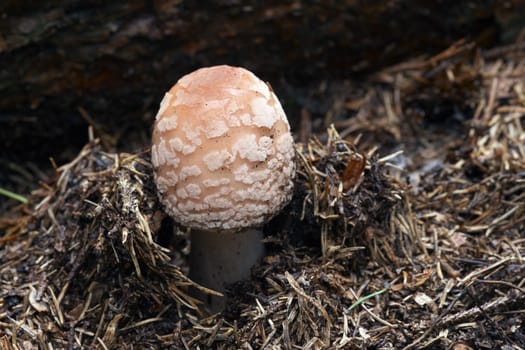 Detail of the growing blusher - edible mushroom