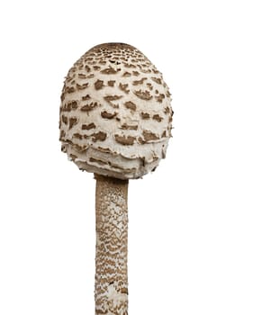 Detail of the parasol fungus - edible mushroom - on white background