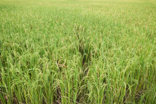 rice field texture background