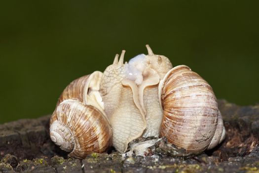 Shot of the snails - reprodusction - animal humor