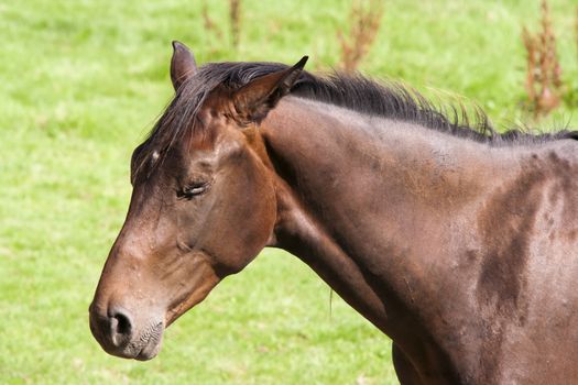 Detail of the horse head - bay horse with eyes closed