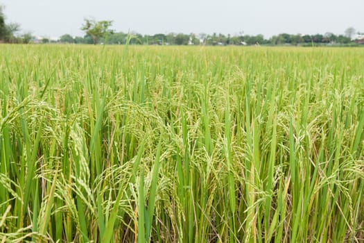 rice field