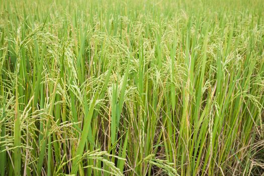 rice field texture