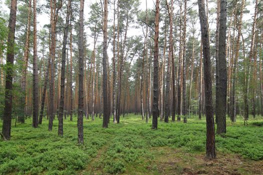 Image of the quiet and soothing pine forest