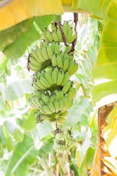 Bunch of ripening bananas on tree