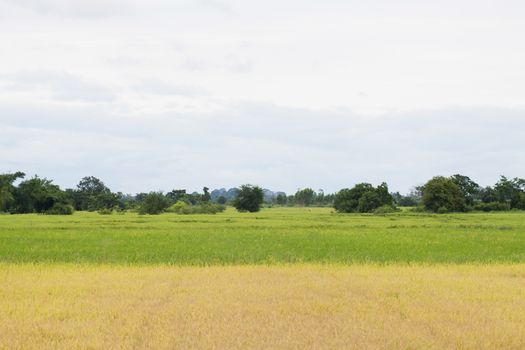 Rice Field