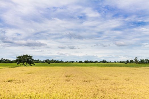 Rice Field