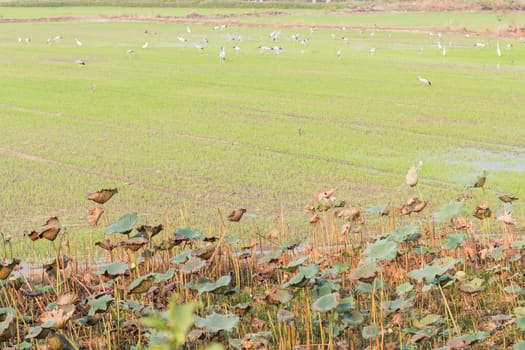 A flock of Asian Openbill or Open-billed stork in the rice