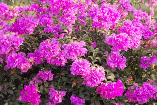 Bougainvillea flower