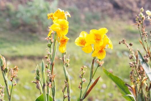 canna flowers