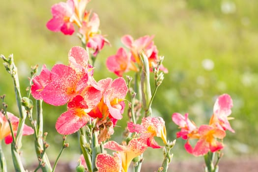 canna flowers