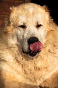 Big white dogs face close-up, tongue out, licking his nose.