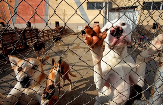 dogs leaning on fence in a dog shelter begging attention.