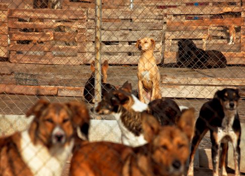 Many dogs behind wire mesh in a shelter, cute brown dog on focus.