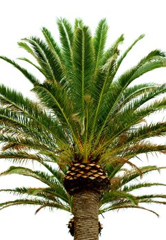Big Green Palm Tree isolated on White background