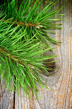 Vertical Frame of Fluffy Green Pine Branches with Long Needles and Little Fir Cones on Rustic Wooden background