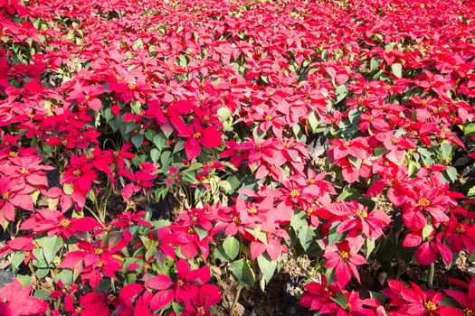 Close up of Christmas red poinsettia plant blossom