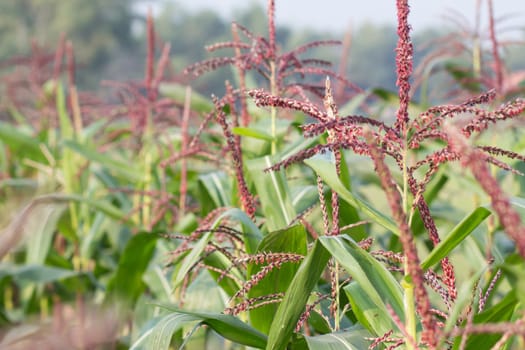 corn with there flowers