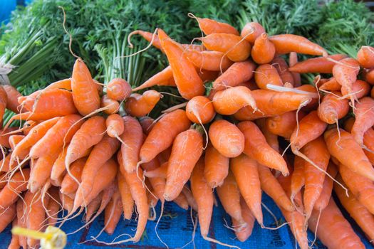 Fresh garden carrots