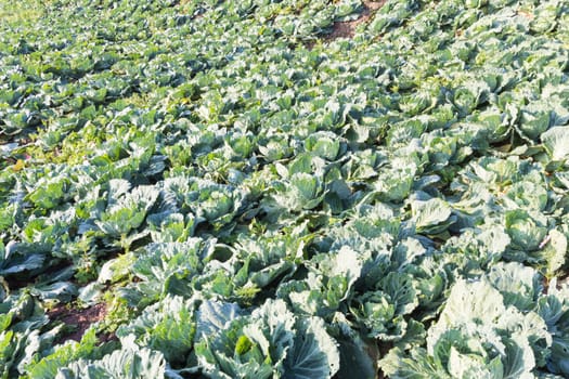 Fresh green cabbage (Brassica oleracea) on farmers market