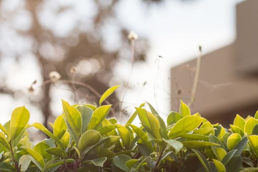 green leaves