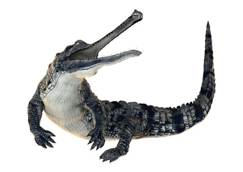 3D digital render of a gharial or Gavialis gangeticus, or gavial, or fish-eating crocodile isolated on white background