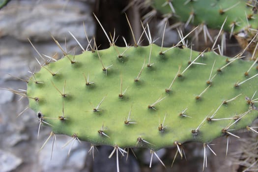 Close-up of cactus with long thorns