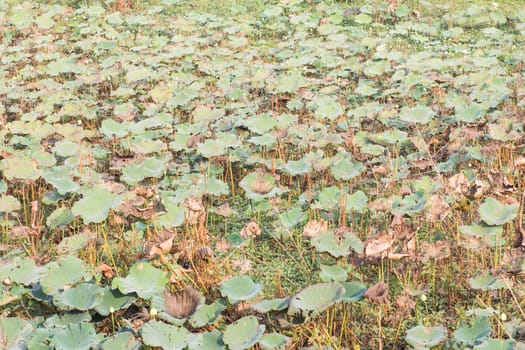 Lotus leaves