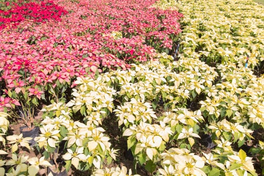 Red and white poinsettia