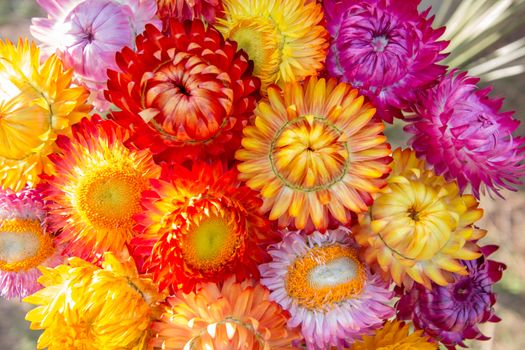 straw flower or everlasting (Helichrysum bracteatum)