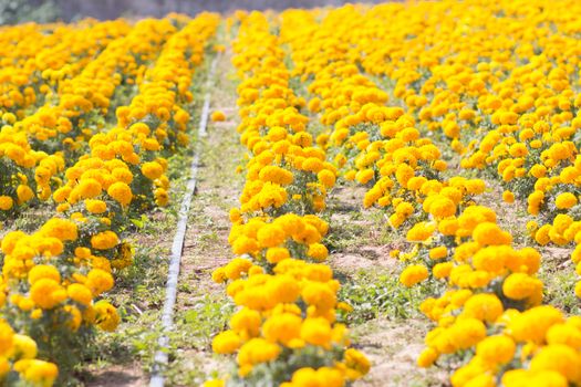 Tagetes erecta in thailand