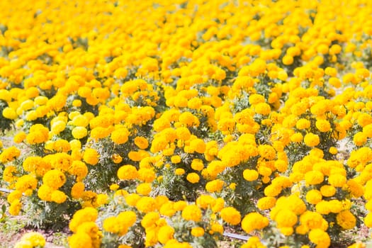 Tagetes erecta