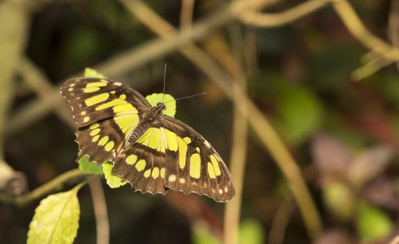 philaethria dido butterfly green with brown