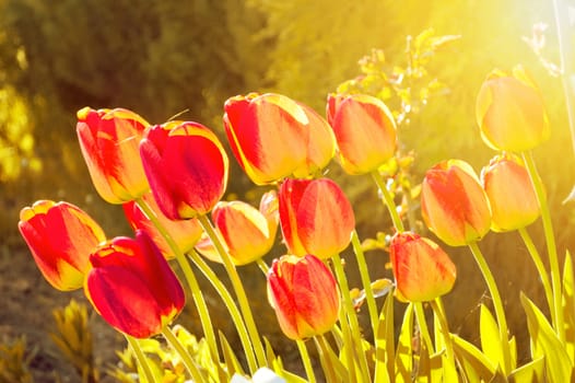 Blooming flowers in the green grass at spring. Nature and spring background.