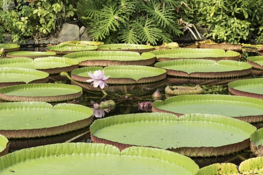 victoria amazonica giant waterlily with pink flower