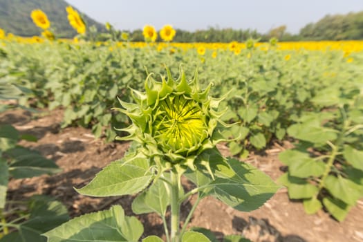 Fresh sunflower bud on sunflower plant.