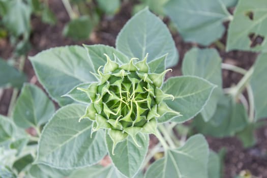 Fresh sunflower bud on sunflower plant.