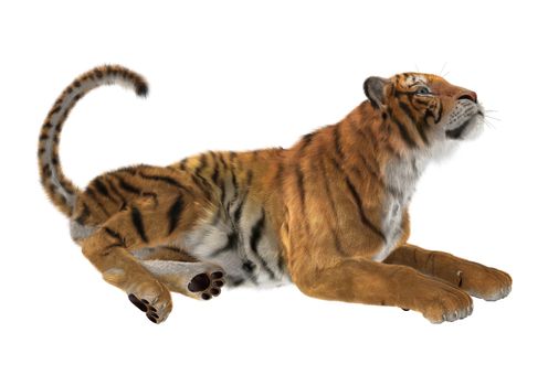 3D digital render of a tiger isolated on white background