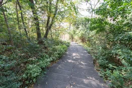 Stairway in the garden