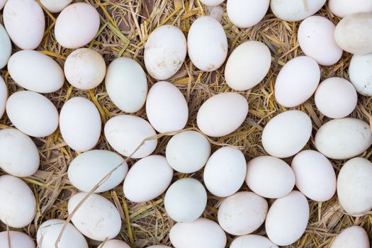 White eggs on a hay beeing sold at a local farm market.