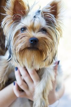 Yorkshire Terrier on owner's hands at home