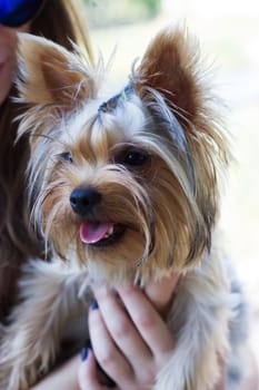 Yorkshire Terrier on owner's hands at home