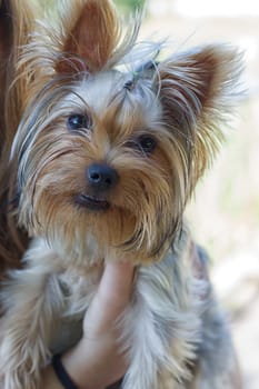Yorkshire Terrier on owner's hands at home