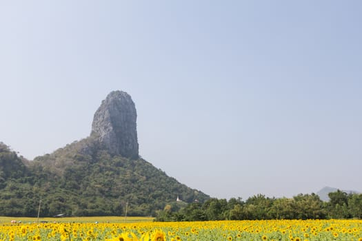 sunflower field and tree mountain