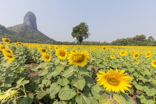 sunflower field and tree mountain