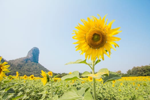 sunflower field in thailand