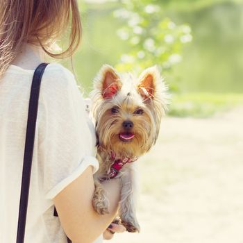 little Yorkshire terrier in a  her arms