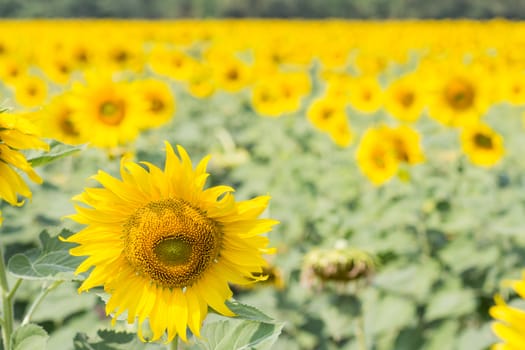 sunflower field